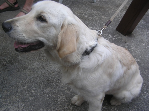 lisa_1_595 lisa_1_595