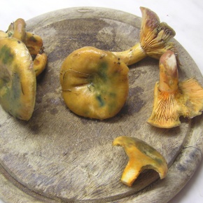 sirovke_290 sirovke_290