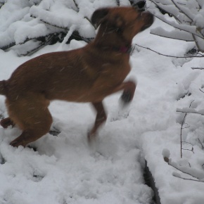 sneg_5_290 sneg_5_290