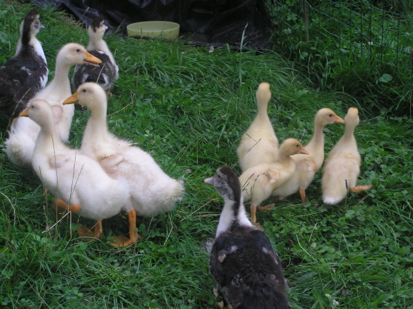 vinko_2_595 vinko_2_595