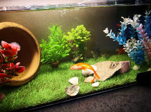 Zlata ribica, mogoce nasvet? Ni mrtva in s casom si upomore vsaj do sedaj