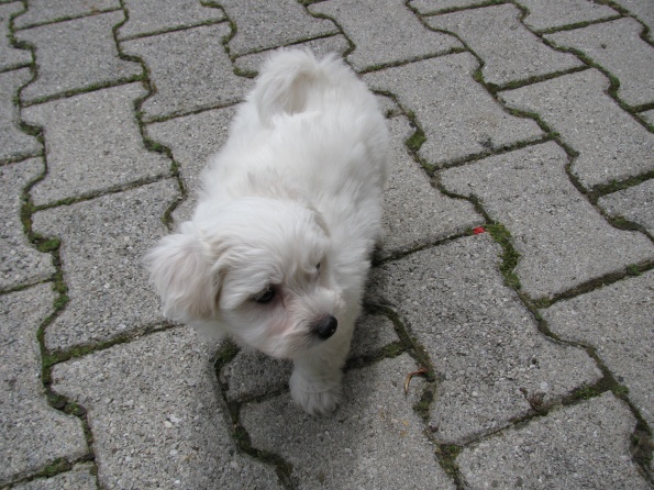 nov_druinski_lan_v_anitini_familiji_002_595 nov_druinski_lan_v_anitini_familiji_002_595