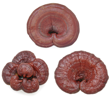 reishi_goba.jpg
