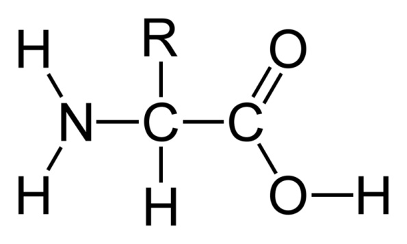 800px-alpha-amino-acid-2d-flat_595
