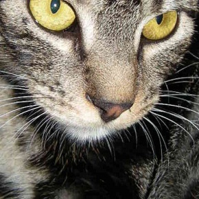 mf-1.12.2009_017_290