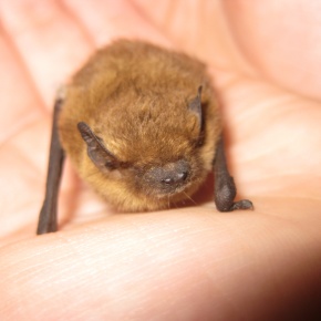 img_3159_290 img_3159_290