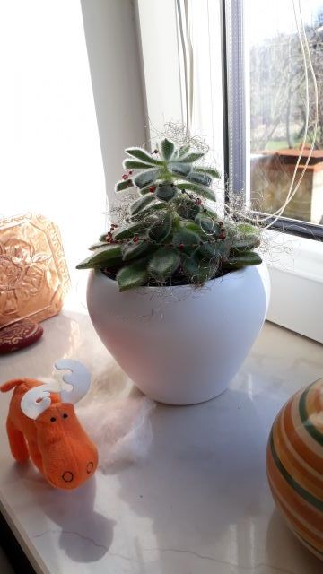 Božični kaktus